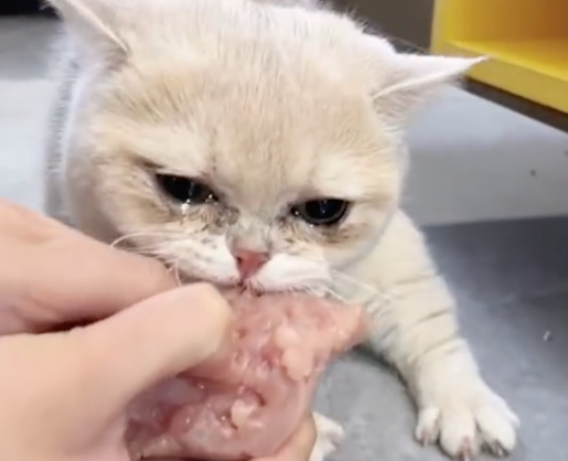 主人将猫咪偷拿的肉抢回来，没想到它竟伤心地流泪了，一枚吃货啊