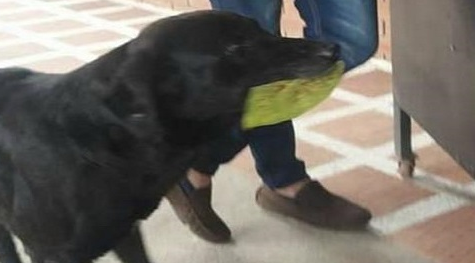 觉得自己吃不饱,聪明狗狗去小卖部自己买饼干吃 觉得自己吃不饱,聪明狗狗去小卖部自己买饼干吃