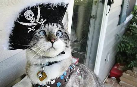 分裂猫、惊讶猫、不爽猫…丨猫猫不奇葩哪来么么哒 分裂猫、惊讶猫、不爽猫…丨猫猫不奇葩哪来么么哒