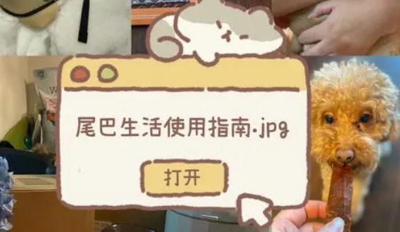 尾巴生活,让养宠变得更加有趣! 尾巴生活,让养宠变得更加有趣!