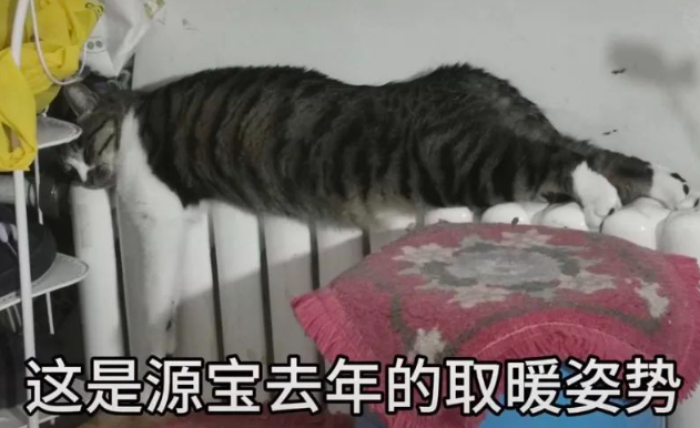 猫咪因太胖爬不上暖气,后腿猛捯超心酸…网友:那条腿不上去是不冷吗? 猫咪因太胖爬不上暖气,后腿猛捯超心酸…网友:那条腿不上去是不冷吗?