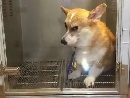 洗澡后的柯基被放进烘干箱，狗子眼神威胁主人，“烘干基”生气了