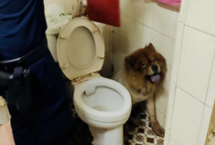 上厕所时,马桶旁突然出现一只松狮犬,屋主看到后吓得急忙报警… 上厕所时,马桶旁突然出现一只松狮犬,屋主看到后吓得急忙报警…