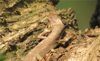 蜥蜴英文iguana发音