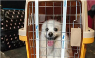 顺丰托运宠物价格表