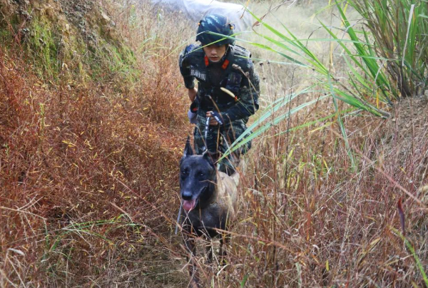 战力爆表的警犬是这样炼成的！