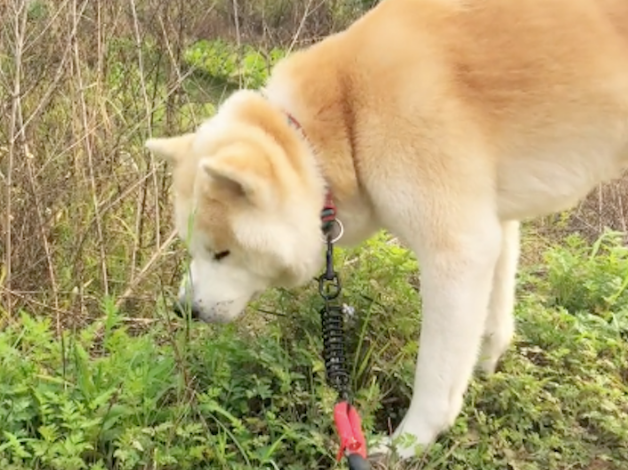 狗狗坐长途晕车了，让它到草地上休息，它竟然吃起草来，草药吗？