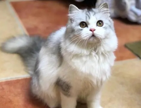 高地猫一般多少钱一只 高地猫一般多少钱一只