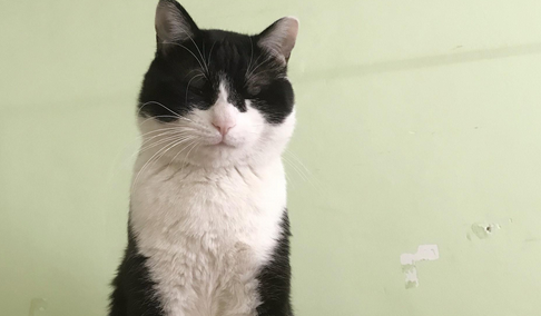 奶牛猫爱吃什么东西 奶牛猫爱吃什么东西