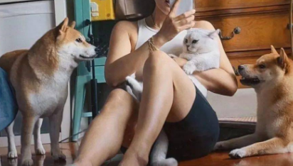 柴犬半夜过敏肿成猪头，去医院比主人都着急，小短腿快抡出火星子了哈哈！
