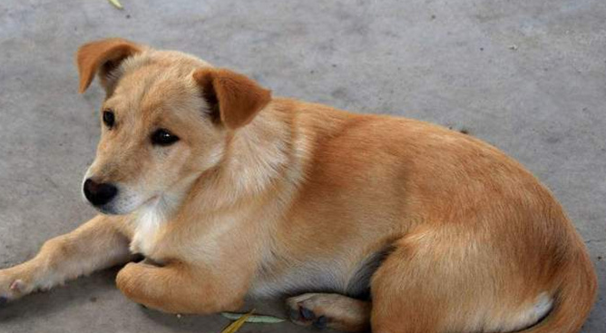 长沙能养中华田园犬吗 长沙能养中华田园犬吗