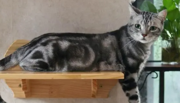 美短小猫咪多少钱一只 美短小猫咪多少钱一只