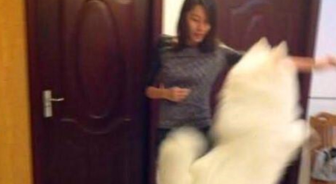女孩捡了只丑八怪狗回家,被各种嫌弃,1年后它竟变成治愈系天使 女孩捡了只丑八怪狗回家,被各种嫌弃,1年后它竟变成治愈系天使