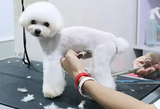 宠物美容工具什么品牌好 宠物美容工具什么品牌好