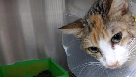 宠物猫惨遭虐待,被带到医院后医生都傻眼了,主人的反应让人寒心 宠物猫惨遭虐待,被带到医院后医生都傻眼了,主人的反应让人寒心