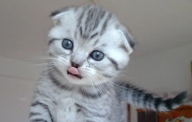 塌耳朵就是折耳猫吗