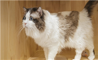 花花与三猫2020去见猫舍