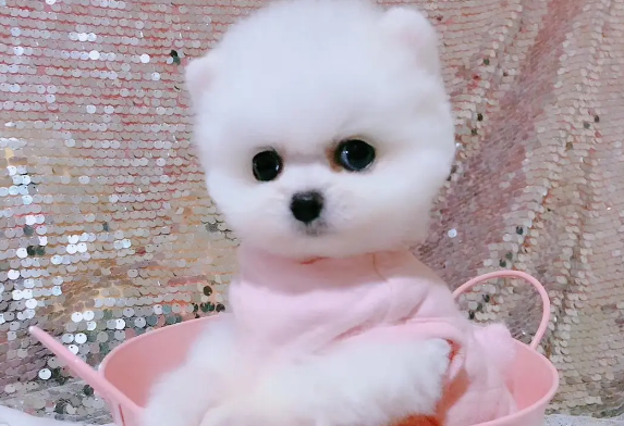 茶杯犬的外貌和特点 茶杯犬的外貌和特点