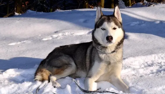 生命之声：西伯利亚雪橇犬