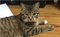 最便宜的猫是什么猫