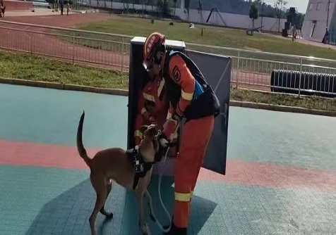 海北州消防救援支队搜救犬初训工作“火热”开展