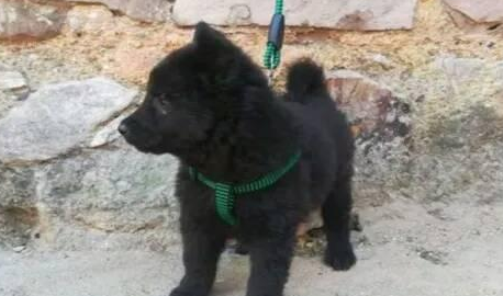 男子花300元买五黑犬，卖家想花重金买回，却被拒之门外