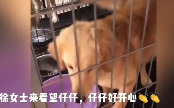 主人困湖北黄金猎犬惨被断粮!好心邻居“用这招”救它一命 主人困湖北黄金猎犬惨被断粮!好心邻居“用这招”救它一命
