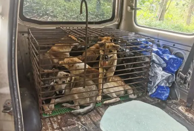 开套牌车冲卡、用辣椒水袭警 这两名“偷狗贼”被海南琼海警方抓获 开套牌车冲卡、用辣椒水袭警 这两名“偷狗贼”被海南琼海警方抓获