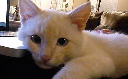 小猫在雪地里冻僵,被男子救出后变身最美萌宠,更超爱黏着恩人! 小猫在雪地里冻僵,被男子救出后变身最美萌宠,更超爱黏着恩人!