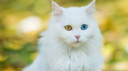 异瞳猫是什么品种,“异色瞳”的猫是什么品种猫 异瞳猫是什么品种,“异色瞳”的猫是什么品种猫
