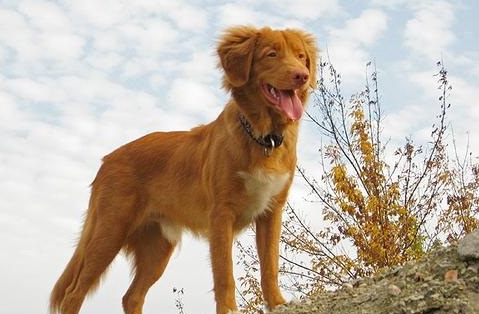 爱道格每日一犬---斯科舍诱鸭寻回犬 爱道格每日一犬---斯科舍诱鸭寻回犬