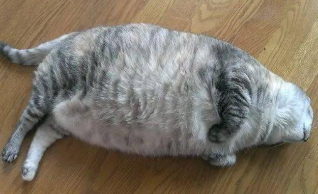 这猫是不是有点过于巨大了