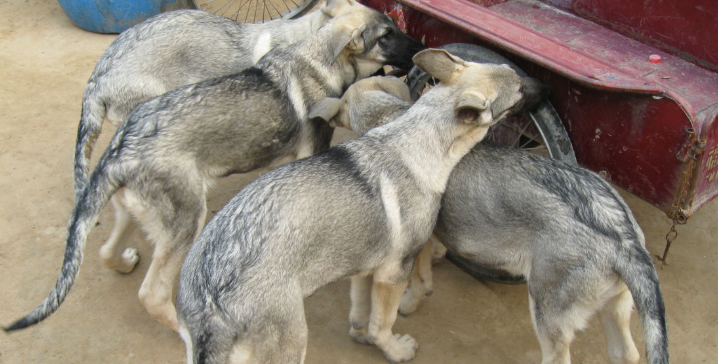 巨型狼青犬如何繁育的 巨型狼青犬如何繁育的
