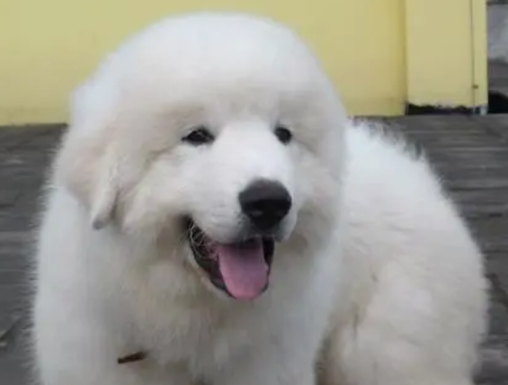 指示犬的种类及特征