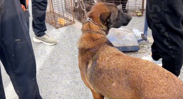 卸磨杀驴,看着下了两窝小狗的看家犬在狗肉笼里,狗主:我也舍不得,但它偷吃小鸡 卸磨杀驴,看着下了两窝小狗的看家犬在狗肉笼里,狗主:我也舍不得,但它偷吃小鸡