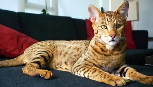 最贵的猫是什么品种