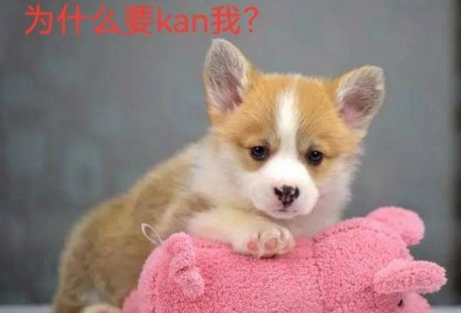 山东男子虐杀柯基犬,事后还威胁妻子,他家人的态度更是冷漠如冰 山东男子虐杀柯基犬,事后还威胁妻子,他家人的态度更是冷漠如冰