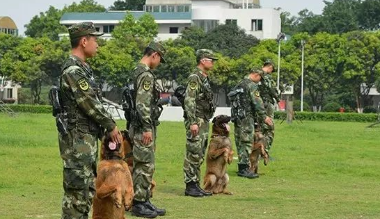 “神犬摇篮 卫士风采”之比利时马里努阿犬篇 “神犬摇篮 卫士风采”之比利时马里努阿犬篇