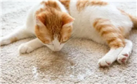 最有效制止猫乱尿的办法