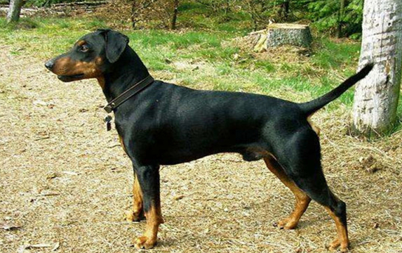 黑褐色猎浣熊犬的养护常识 注意清洁卫生 黑褐色猎浣熊犬的养护常识 注意清洁卫生