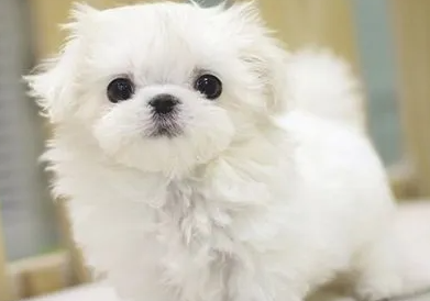 马尔济斯犬多少钱一只幼崽