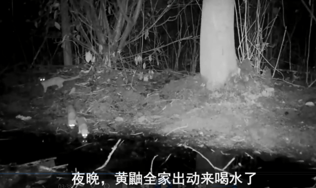 城市夹缝中的邻居：南京一水坑旁，女孩拍到三十多种野生动物