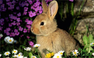 兔子的寿命有多长