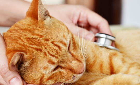 小猫嘘嘘出状况!猫咪下泌尿道疾病防治攻略 小猫嘘嘘出状况!猫咪下泌尿道疾病防治攻略