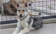 中国哪里有卖捷克狼犬的