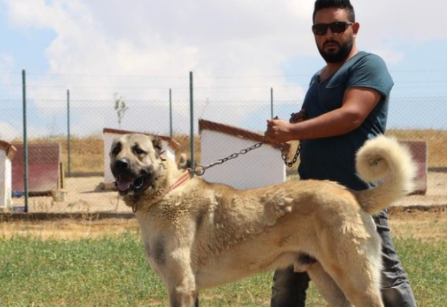 外表凶悍内心温柔,土耳其国宝坎高犬Kangal 外表凶悍内心温柔,土耳其国宝坎高犬Kangal