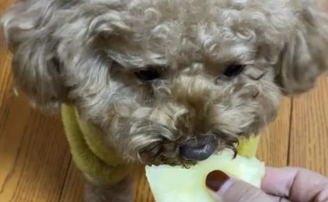 泰迪可以吃菠萝吗 泰迪可以吃菠萝吗
