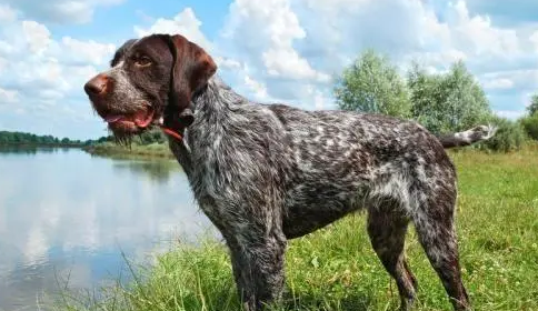 世界犬种介绍之,德国长毛指示犬 世界犬种介绍之,德国长毛指示犬