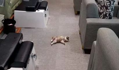 美甲店邀请小柴犬上班，这小奶狗却超不敬业，第一天上班就在店里睡大觉