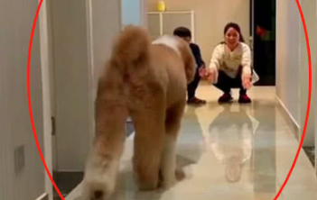 男女主人同时呼唤巨贵,狗子的选择如初所料,男主气得想揍狗子 男女主人同时呼唤巨贵,狗子的选择如初所料,男主气得想揍狗子